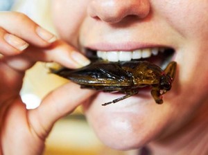 7 dari 10 Orang Masih Enggan Makan Serangga Untuk Selamatkan Bumi