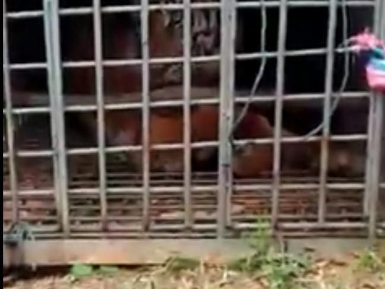 Harimau Sumatera yang Resahkan Warga Ditangkap di Padang Lawas Sumut Harimau Sumatera yang Resahkan Warga Ditangkap di Padang Lawas Sumut