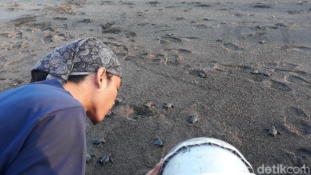 Biar Tak Punah, Anak Penyu Dilepasliarkan di Pantai Samas 