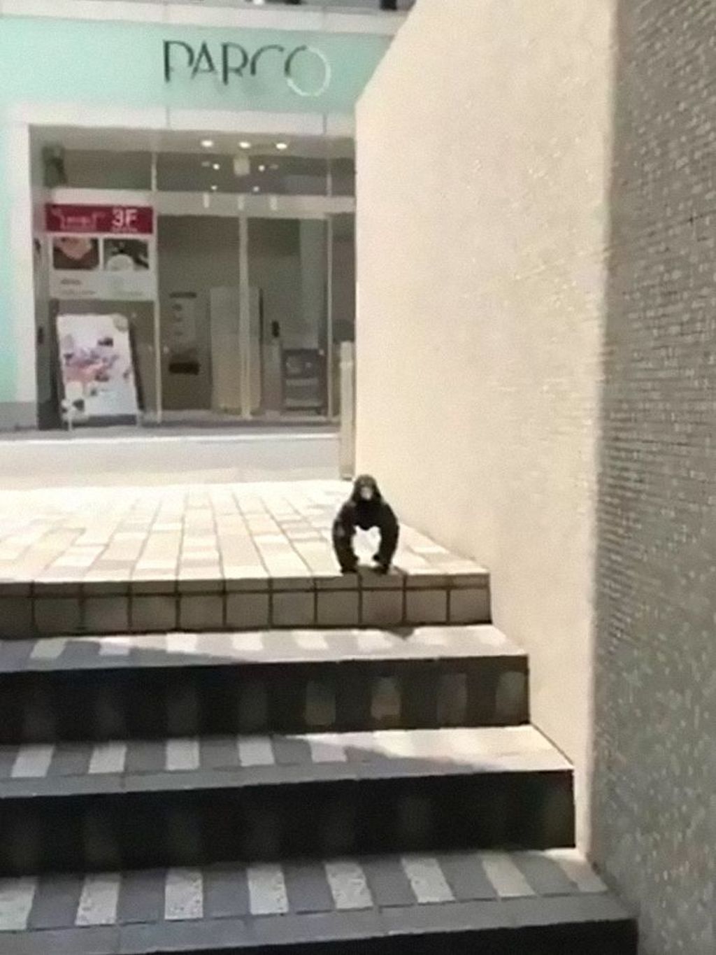 Pose Gagak Ini Sempat Viral Penjelasannya Mungkin Sederhana