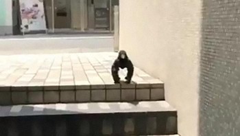 Beginilah pose si burung gagak yang sempat ramai di medsos itu. Ia terlhat sedang berdiri pakai sayap! (Foto: via Boredpanda.com)