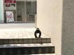 Pose Gagak Ini Sempat Viral, Penjelasannya Mungkin Sederhana