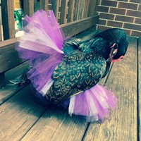 Black Swan. Dalam akun Instagram @cockerel.and.corg, ia memiliki ayam hitam yang memakai kain tulle warna ungu kombinasi putih. Yang ia selipkan dibalik sayap ayam. Foto: Instagram @cockerel.and.corgi