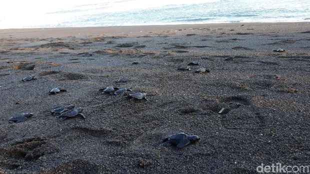 Biar Tak Punah, Anak Penyu Dilepasliarkan di Pantai Samas 