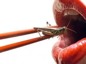 Ilmuwan Ini Sarankan Menggganti Protein Hewani dengan Serangga