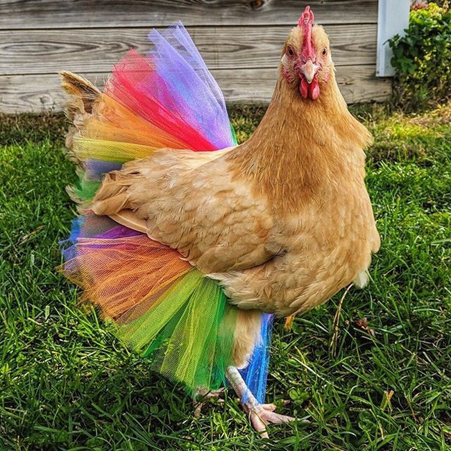 Dalam akun Instagram @livinghomegrown, ia mengunggah foto ayam berwarna cokelat dengan kain tulle berwarna neon pelangi.  Foto: Instagram @livinghomegrown
