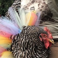 Ayam bermotif hitam-putih dengan jengger merah dihiasi kain tulle warna-warni milik akun Instagram @5rfarmoregon. Ia memiliki ternak ayam yang beragam. Foto: Instagram @5rfarmoregon