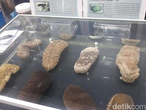 Ilmuwan LIPI Lakukan Riset Teripang Sebagai Bahan Baku Suplemen Obat