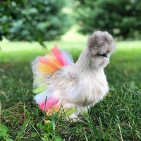 Ayam unik yang seperti memiliki bulu ini sangat cantik dengan kain tulle warna-warni yang tidak terlalu panjang menyesuaikan bentuk tubuh ayam yang pendek. Dalam akun Instagram @kaisfowl. Foto: Instagram @kaisfowl