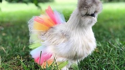 Lagi Tren Pamer Ayam Pakai Rok Tutu di Instagram, Cute Banget!