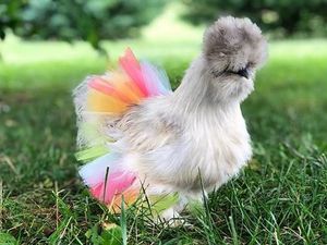 Lagi Tren Pamer Ayam Pakai Rok Tutu di Instagram, Cute Banget!