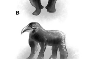 Nah, saat itu muncul pula julukan Crowilla untuknya -- Crow alias gagak dan Illa dari Gorila. (Foto: via Boredpanda.com)