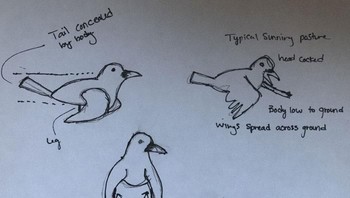 Seorang peneliti gagak lalu angkat bicara. Kaeli Swift, yang mengambil kedoktorannya dalam bidang perilaku satwa, menduga gagak itu sakit. Lantas soal posenya? Ia memberi coret-coretan yang menjelaskan bisa saja kakinya tertutup sayap. (Foto: via Boredpanda.com)