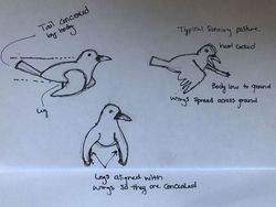 Pose Gagak Ini Sempat Viral, Penjelasannya Mungkin Sederhana