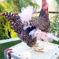 Ayam belang hitam-putih ini tampak seperti sedang menari memakai kain tulle warna peach. Di akun Instagram @toastymuffin.  Foto: Instagram @toastymuffin