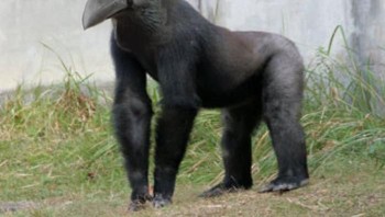 Nah, satu lagi penampakan jenis hewan persilangan antara gagak dan gorila. (Foto: via Boredpanda.com)