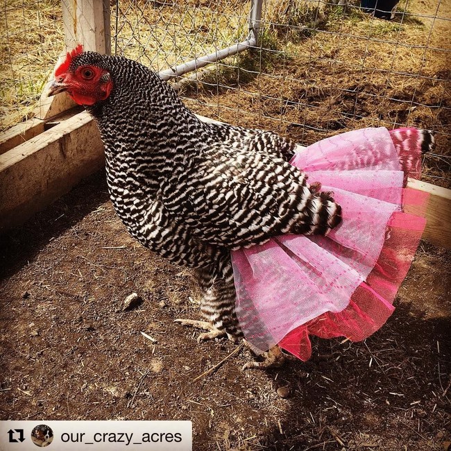 Dalam akun Instagram @pajamas4pitbulls, ia memposting ayam yang terlihat seperti mempunyai ekor pelangi.  Foto: Instagram @pajamas4pitbulls