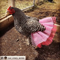 Dalam akun Instagram @pajamas4pitbulls, ia memposting ayam yang terlihat seperti mempunyai ekor pelangi.  Foto: Instagram @pajamas4pitbulls