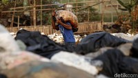 Presiden Jokowi geram lantaran Indonesia menjadi negara nomor urut 2 terkait sumbangsih sampah plastik di dunia. Pada Selasa (16/7/2019) pun Jokowi menggelar rapat terbatas membahas sampah dengan menteri kabinet kerja serta beberapa kepala negara seperti gubernur, bupati, dan wali kota.