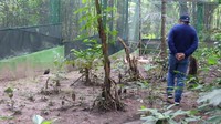 Kawasan penangkaran Burung Maleo. Burung Maleo memang berhabitat di daerah vulkanik atau gunung berapi. (dok. Humas Bone Bolango)