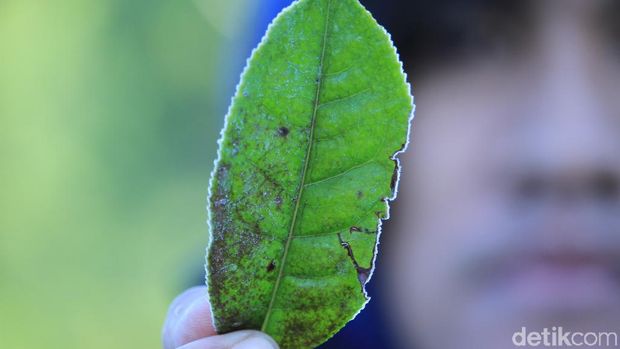 Suhu Bandung Dingin, Rumput dan Kebun Teh di Kertasari Berembun Es