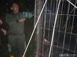 BKSDA Lepaskan Beruang Madu yang Kena Jerat Perangkap Babi di Sumbar