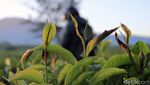 Penampakan Embun Es Selimuti Perkebunan di Bandung