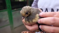 Burung Maleo yang masih juvenile alias anak-anak. Traveler bisa melihatnya langsung kalau main ke destinasi ini. (dok. Humas Bone Bolango)