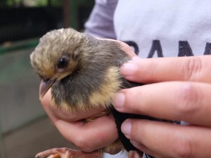 Melestarikan Burung Maleo yang Hampir Punah di Bone Bolango