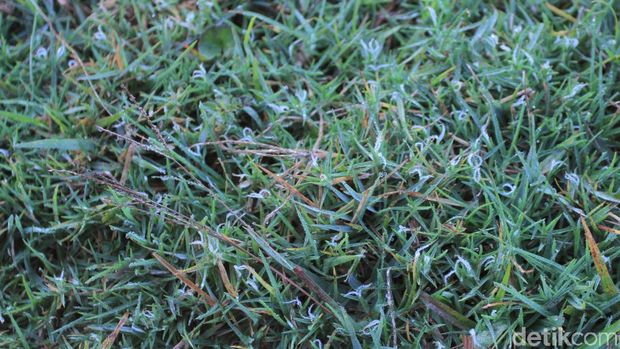 Suhu Bandung Dingin, Rumput dan Kebun Teh di Kertasari Berembun Es