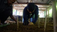 Burung Maleo ini adalah satwa endemik di Sulawesi. Statusnya yang hampir punah, membuat burung ini harus ditangkarkan dalam kandang khusus. (dok. Humas Bone Bolango)