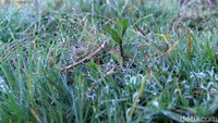 Penampakan rumput yang diselimuti embun es akibat suhu dingin yang terjadi di Kecamatan Kertasari, Kabupaten Bandung, Jawa Barat, selama sepekan terakhir.