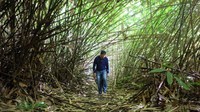 Untuk menuju lokasi, traveler harus berjalan kaki selama satu jam dengan melewati beberapa sungai kecil dan tanjakan Gunung Hungayono. (dok. Humas Bone Bolango)