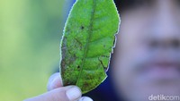 Saat salah satu daun teh dipetik, kondisi daun tersebut membeku seperti dimasukkan ke dalam lemari es.