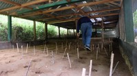 Burung Maleo biasa mengerami telur dengan menguburnya di dalam tanah. Dengan memanfaatkan panas bumi, telur akan menetas. (dok. Humas Bone Bolango)