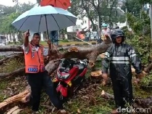 Pohon Tumbang Timpa Pemotor di Medan