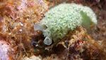 Bikin Gemas! Biota Laut Ini Punya Bentuk yang Mirip Makanan Italia