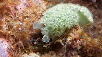 Biota laut yang memiliki nama latin Elysia crispata ini, mirip sekali bentuk dan warnanya seperti selada yang masih segar. Foto: Vice/Istimewa
