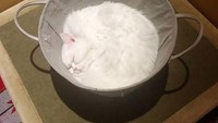 Sang pemilik kucing imut ini hampir saja salah. Ketika ia melihat kucingnya tengah tertidur di dalam wadah yang ia siapkan untuk tepung terigu. Foto: Boredpanda