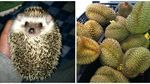 Bikin Gemas! Pose Para Hewan Imut Ini Malah Mirip Seperti Makanan