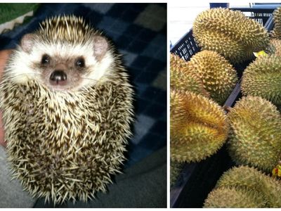Bikin Gemas! Pose Para Hewan Imut Ini Malah Mirip Seperti Makanan