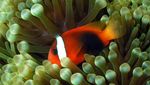 Bikin Gemas! Biota Laut Ini Punya Bentuk yang Mirip Makanan Italia