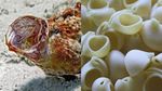 Bikin Gemas! Biota Laut Ini Punya Bentuk yang Mirip Makanan Italia