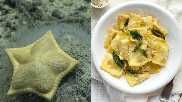 Bikin Gemas! Biota Laut Ini Punya Bentuk yang Mirip Makanan Italia