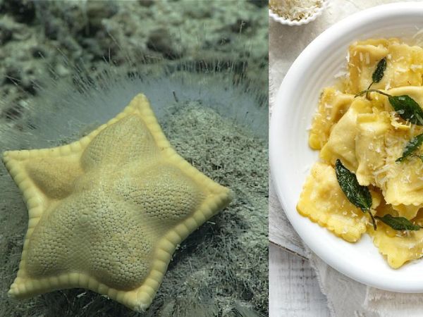 Bikin Gemas! Biota Laut Ini Punya Bentuk yang Mirip Makanan Italia