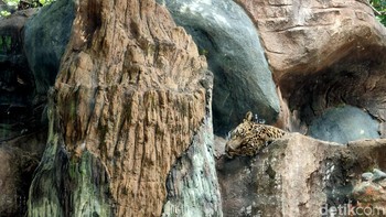 Hewan reptil seperti ular biasanya lebih tenang untuk dijadikan objek. (Foto: Aisyah Kamaliah/detikINET)