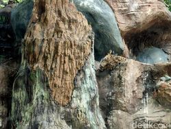 Ragam Tips Foto Hewan, Objek Banyak Gerak pun Tetap Oke