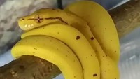 Punya warna kuning cerah dengan titik-titik cokelat, ular yang satu ini mirip sekali dengan buah pisang yang digantung. Foto: Boredpanda