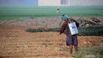 Dingin! Kabut Selimuti Area Sawah di Kabupaten Bandung