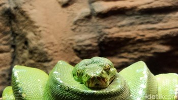 Cukup sulit untuk memotret hewan yang banyak bergerak, tetap tenang dan jangan terlalu banyak bersuara. (Foto: Aisyah Kamaliah/detikINET)